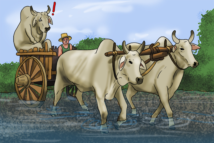 He didn't do it for a joke (yoke) – one of the oxen got up onto the cart because he really was afraid of the water.